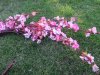 2Pcs Plum Blossom Artificial Flower Home Decoration - Pink