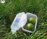 4X Portable Collection Camping Food Box Storage Container 550ML