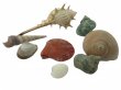 50Packs Natural Shell Embellishment Sea Theme Wedding Favor