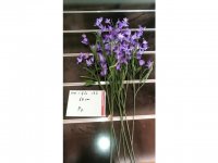 8Pcs Purple Flower 66cm Long we-flo163