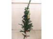 (image for) 1Pc New Xmas Decoration Christmas Tree 100cm
