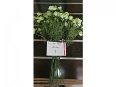 10Pcs Yellow and Green Flower 62cm Long we-flo187 10Pcs Yellow and Green Flower 62cm Long we-flo187