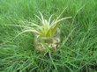 10Pcs Artificial Plant Potted Plants Centerpieces Decor (image for) 10Pcs Artificial Plant Potted Plants Centerpieces Decor