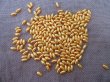 250g (1180Pcs) Golden Faux Rice Simulate Pearl Beads Loose Beads