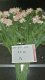 10Pcs Peach Color Flower 54cm Long we-flo195 10Pcs Peach Color Flower 54cm Long we-flo195