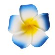 (image for) 30 New Blue Fabulous Foam Frangipani Flower 8x3.5cm