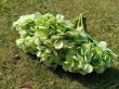 (image for) 6Pcs Green Hydrangea Flowers Bouquet Silk Floral Decor
