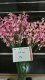 10Pcs Pink Flower 54cm Long we-flo192 10Pcs Pink Flower 54cm Long we-flo192