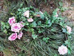 (image for) 1Pc Hanging Pink Rose and Ivy Leaves Garland Arch Home Decoratio