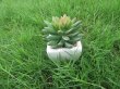 12Pcs Artificial Succulent Flower Potted Plants Centerpieces D?c (image for) 12Pcs Artificial Succulent Flower Potted Plants Centerpieces D?c