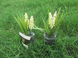 (image for) 6Pcs Hanging Artificial Plant Flower Potted Plants Home Decor
