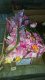 10Pcs Pink Flower 83cm Long we-flo208 10Pcs Pink Flower 83cm Long we-flo208