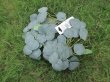 4Pcs Artificial Eucalyptus Garland Wedding Centerpiece Floral De (image for) 4Pcs Artificial Eucalyptus Garland Wedding Centerpiece Floral De