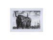 (image for) 1Pc Scottish Highland Cow Print Art Poster Wall Decor Framed