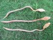 (image for) 6Pcs Funny Lifelike Wooden Wiggle Cobra Snakes 60cm Mixed Color
