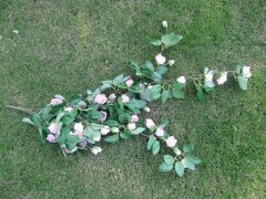 1Set Rose Leaf Wall Hanging Garland Wedding Flower Arch Garden
