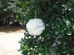 (image for) 10 Ivory Tissue Paper Pom Poms Wedding Party Decoration 20cm Dia