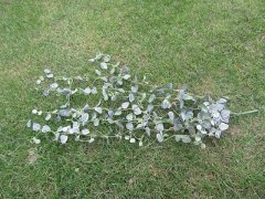 (image for) 4Pcs Hanging Eucalyptus Leaf Garland Wedding Flower Arch Decor