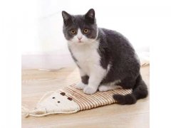 1Pc Pet Cat Scratching Pad Scratcher Board Mat Catnip Bed Pad Pe