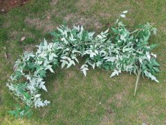 (image for) 1Pc Green Hanging Nandina Leaves Garland Arch Home Decoration