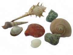 (image for) 50Packs Natural Shell Embellishment Sea Theme Wedding Favor