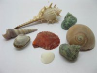 50Packs Natural Shell Embellishment Sea Theme Wedding Favor