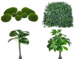 Artificial Plant (image for) Artificial Plant