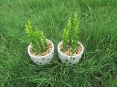 1Pc Modern Artificial Succulent Flower Potted Plants Centerpiece 1Pc Modern Artificial Succulent Flower Potted Plants Centerpiece
