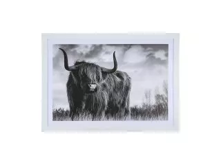1Pc Scottish Highland Cow Print Art Poster Wall Decor Framed