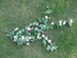 1Set Rose Leaf Wall Hanging Garland Wedding Flower Arch Garden