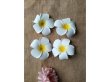 1Pc White Yellow Frangipani Hair Clips Head Wear 95mm Dia (image for) 1Pc White Yellow Frangipani Hair Clips Head Wear 95mm Dia