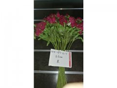 10Pcs Dark Pink Flower 56cm Long we-flo211 10Pcs Dark Pink Flower 56cm Long we-flo211
