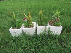 12Pcs Artificial Succulents Flower Potted Plants Centerpieces 12Pcs Artificial Succulents Flower Potted Plants Centerpieces