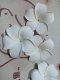20 New White Fabulous Foam Frangipani Flower 8x3.5cm