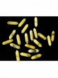 (image for) 20Pcs Hexagonal Column Natural Stone Wand Energy Yellow Stone 8mm