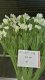 10Pcs Light Yellow Flower 54cm Long we-flo196 10Pcs Light Yellow Flower 54cm Long we-flo196