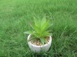 11Pcs Artificial Succulent Flower Potted Plants Centerpieces (image for) 11Pcs Artificial Succulent Flower Potted Plants Centerpieces