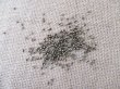250Grams Tube Glass Seed Beads 1-3mm (image for) 250Grams Tube Glass Seed Beads 1-3mm