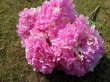 (image for) 1Pc x 5 Head Hydrangea Flower Arrangement Wedding Decoration