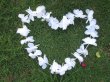 48 Pieces White Hawaiian Dress Party Flower Leis/Lei (image for) 48 Pieces White Hawaiian Dress Party Flower Leis/Lei