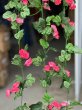 6Pcs 36 Flower Head Artificial Deep Pink Peony Leaf Garland Vine (image for) 6Pcs 36 Flower Head Artificial Deep Pink Peony Leaf Garland Vine
