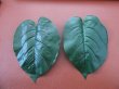 50Pcs Artificial Lifelike Greeny Leaves Home Wedding Decor Whole