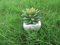 12Pcs Artificial Succulent Flower Potted Plants Centerpieces D?c 12Pcs Artificial Succulent Flower Potted Plants Centerpieces D?c