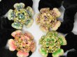 1Pc Chic Designer Hair Clips,Rhinestone Floral Clip