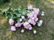 (image for) 6Pcs Pink Cabbage Roses Artificial Flower Home Wedding Decor