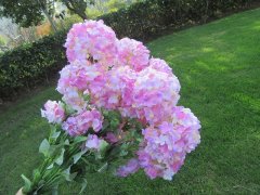 6Pcs Pink Artificial Hydrangea Flower Arrangement Home Wedding 6Pcs Pink Artificial Hydrangea Flower Arrangement Home Wedding