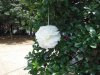 10 Ivory Tissue Paper Pom Poms Wedding Party Decoration 30cm Dia 10 Ivory Tissue Paper Pom Poms Wedding Party Decoration 30cm Dia