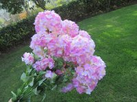 6Pcs Pink Artificial Hydrangea Flower Arrangement Home Wedding