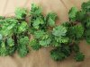 5Pcs Palm Fern Turtle Back Leaf Garland Wedding Flower Arch 5Pcs Palm Fern Turtle Back Leaf Garland Wedding Flower Arch