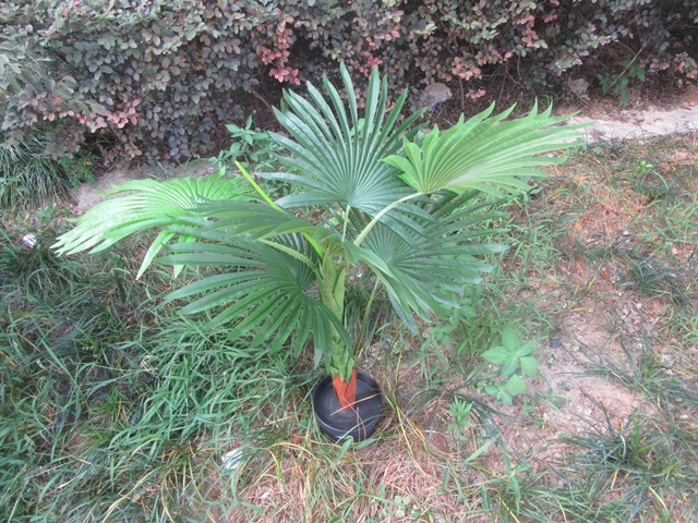 1Pc Artificial Fan Palm Plant Leaves Flowers 90cm High - Click Image to Close